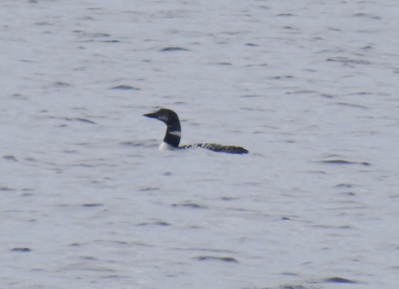 Loon
