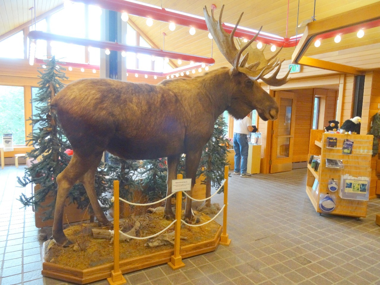 Moose