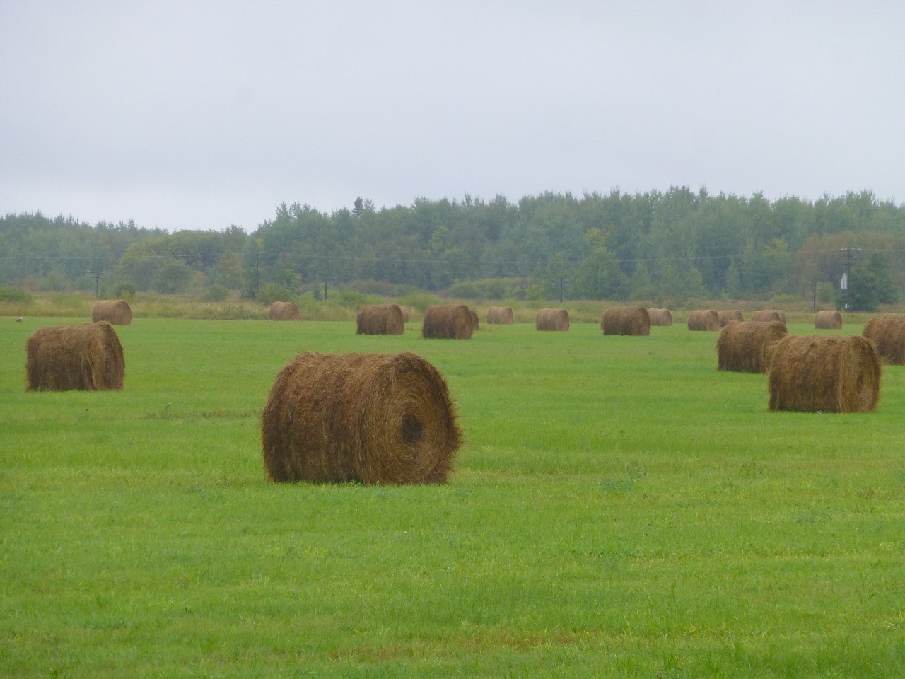 Hay bales