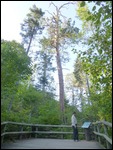 Big White Pine