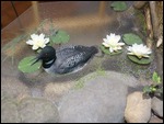 Loon and Lotus in water display