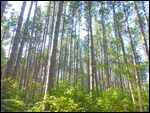 White spruce
