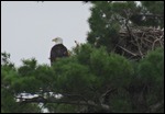 Bald Eagle and Nest