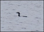 Loon