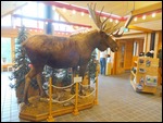 Moose