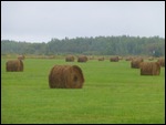 Hay bales
