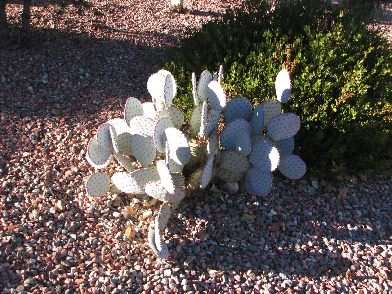 IMG_0805.JPG - Beavertail cactus - Sedona parking lot