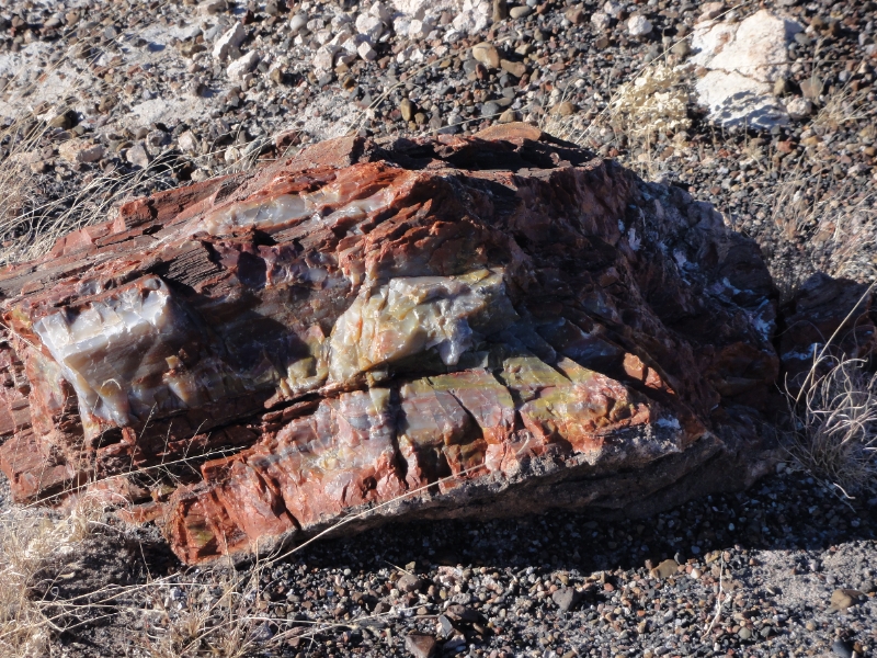 DSC02273.JPG - Petrified log - Crystal Forest.