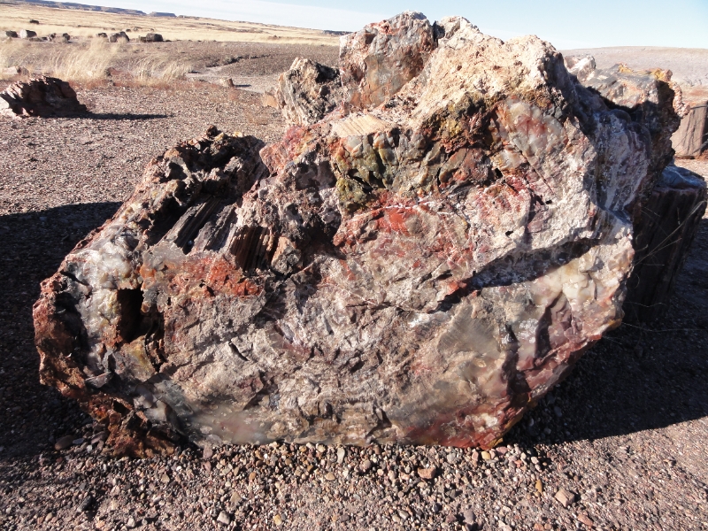 DSC02275.JPG - Petrified log - Crystal Forest.