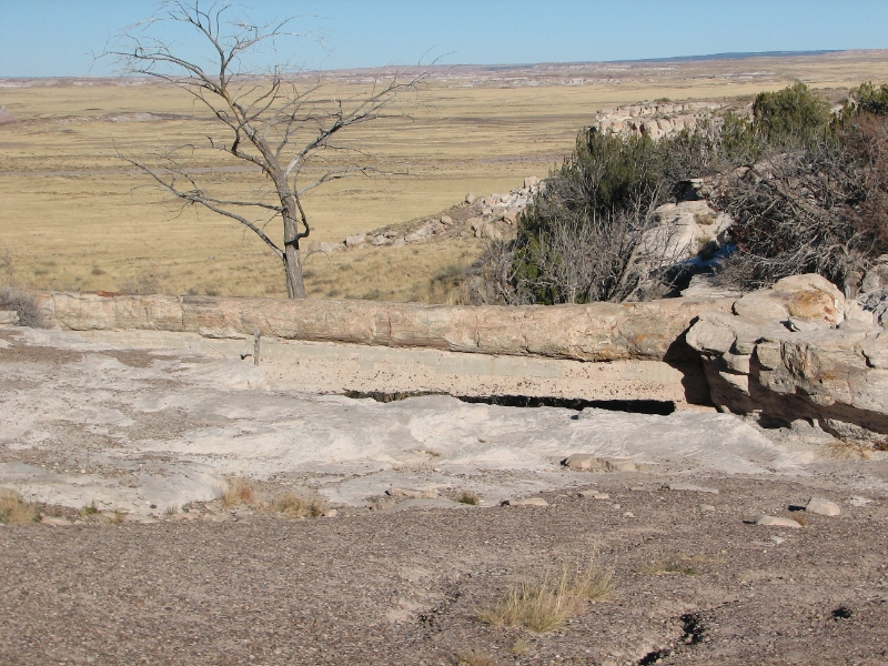 IMG_0987.JPG - Agate Bridge, a complete log spanning a dry creek bed.