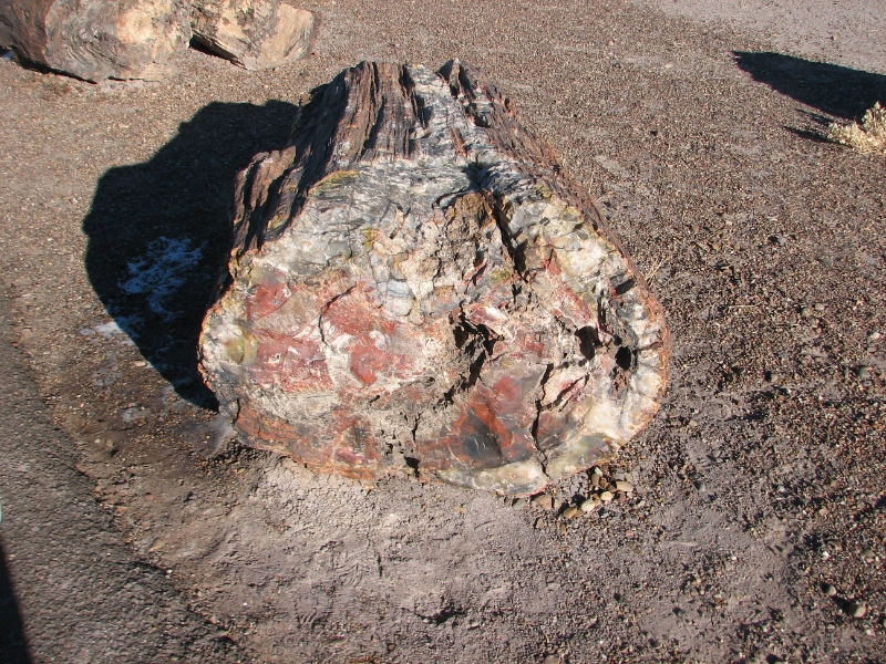 IMG_0995.JPG - The inside has crystallized while the shape of the log is still visible.