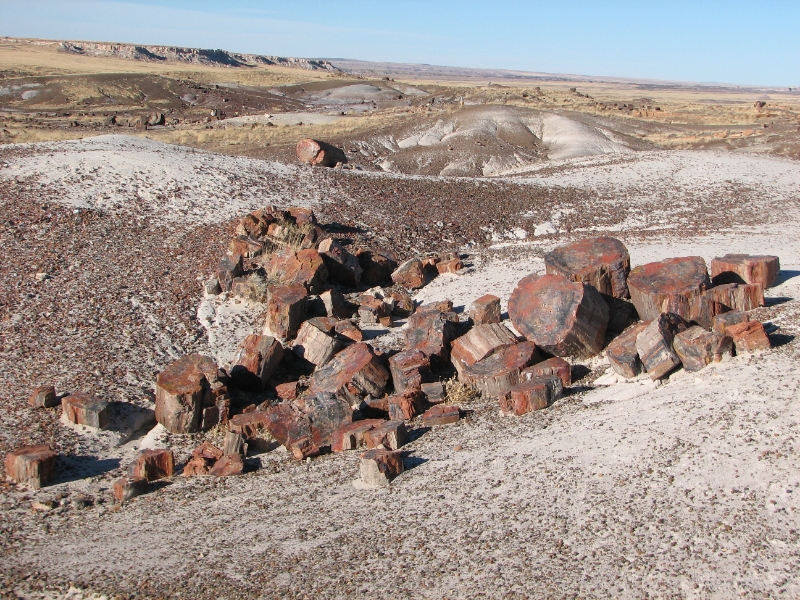 IMG_0998.JPG - Petrified logs - Crystal Forest.