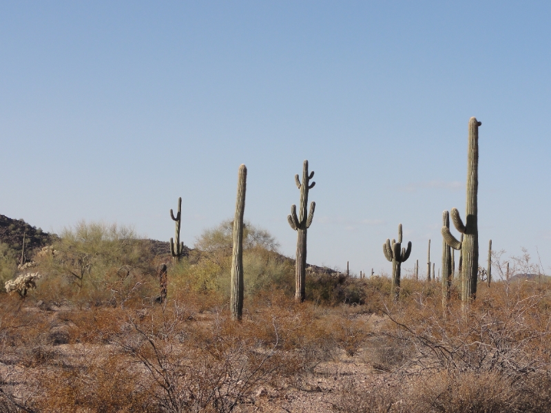 DSC02316.JPG - Saguaro Cactus - fanciful shapes