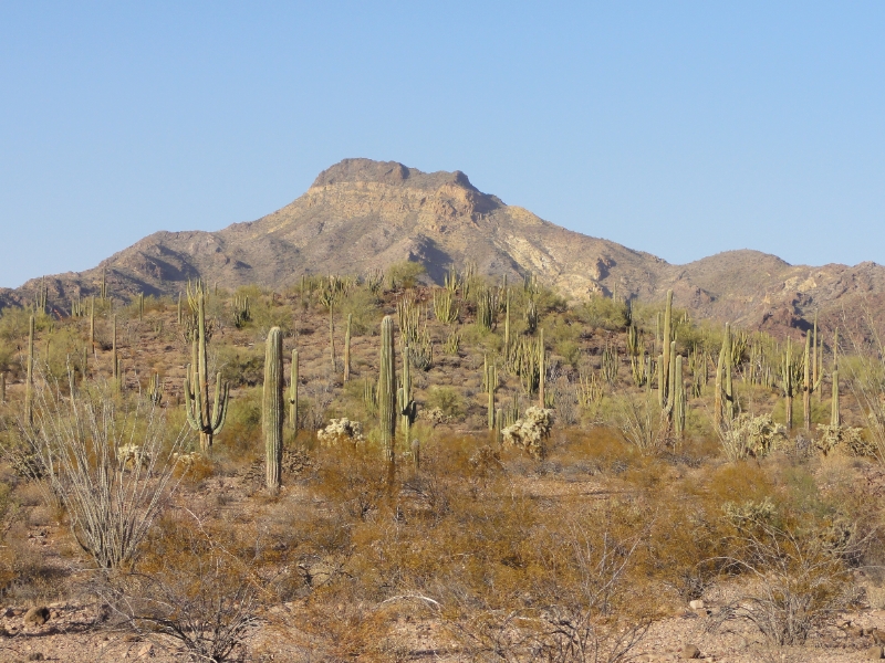 DSC02321.JPG - Cacti are foremost among desert dwellers who have mastered this harsh environment. Altogether 28 cactus species live here, including saguaro and organ pipe. This was our first sighting of the Organ Pipe Cactus after seeing hundreds of Saguaro cacti.