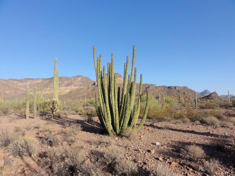 DSC02322.JPG - Organ pipe cactus