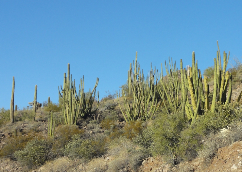 DSC02327.JPG - Oragan pipe cactii