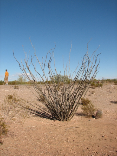 IMG_1041.JPG - Seen here is the beautiful Ocotillo, which surprisingly is not a cactus. The plant belongs to the Candlewood family and is the only representative of this family in the United States. These plants store water in their roots and stems. In drier times they shed their leaves and resemble long spiny sticks. Each spring leaves come out and brilliant orange-red flowers bloom at the end of the stems.