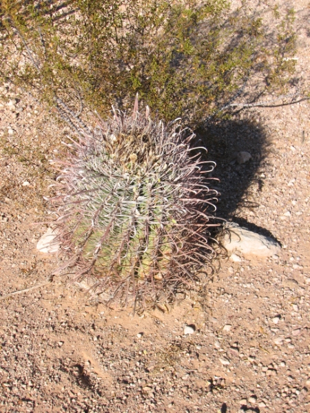 IMG_1042.JPG - Barrel cactus