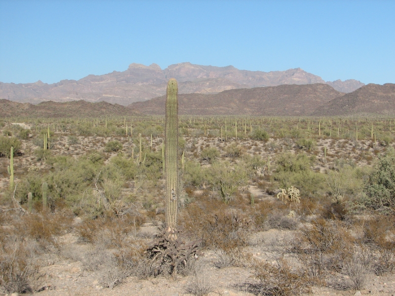 IMG_1049.JPG - The initial stretch of the Ajo mountain drive takes you through large swathes of land covered with Saguaro.