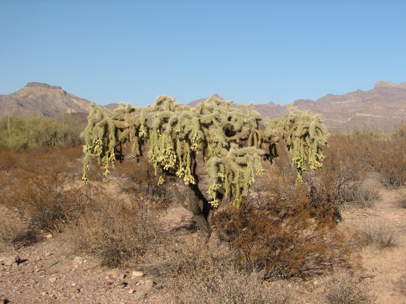 IMG_1051.JPG - Along with Organ Pipe, many other types of cacti, as well as other desert flora native to the Yuma Desert section of the Sonoran Desert region grow here. Chain-fruit cholla, a tree shaped cactus with fruit upon fruit hang downs creating long chains. The joints of the plant are biologically designed to detach as an animal is walking by within its spiny reach.