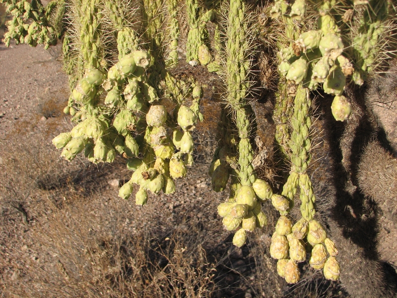 IMG_1052.JPG - Closer look at the fruit of the "jumping cholla" or chain fruit cholla.