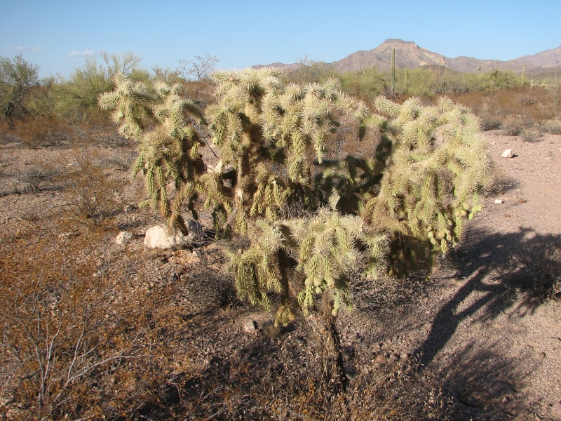 IMG_1053.JPG - The spines are barbed and hook into the coat or flesh of the passer-by and the cholla joint is transported to a new location. If conditions are favorable where it falls, the cholla joint might grow into a new plant. This cactus is sometimes referred to as a "jumping cholla" as the cholla joint seems to jump off the plant and attack unsuspecting passers-by.