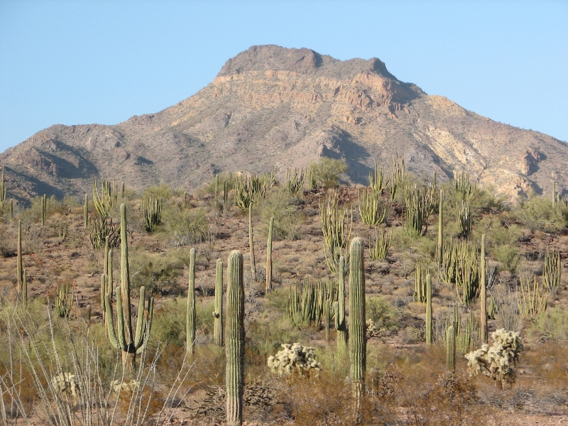 IMG_1056.JPG - The organ pipe is a large cactus found rarely in the United States, although it is common in Mexico. The park encompasses the bulk of its U.S. population.