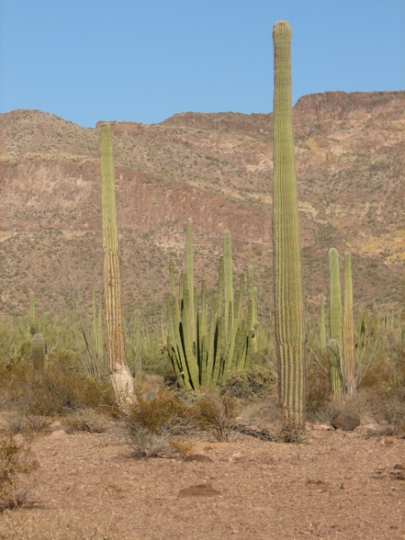 IMG_1058.JPG - Organ pipe cactus flanked by Saguaro cactii.