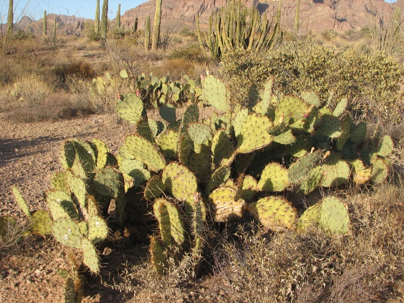 IMG_1075.JPG - Prickly-pear cactus