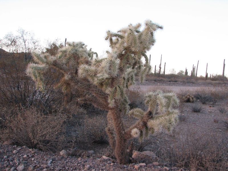 IMG_1078.JPG - Teddy bear cholla - A deceptively cuddly cactus that will sting. They get their name because they look fuzzy and cute, but millions of tiny hooked spines will get you if you get too close. The spines are an adaptation to the desert sun, they create shade for the cholla itself, reducing exposure to the sun. They reproduce in the same manner as the chain-fruit cholla, by breaking off joints and rooting them into the ground.