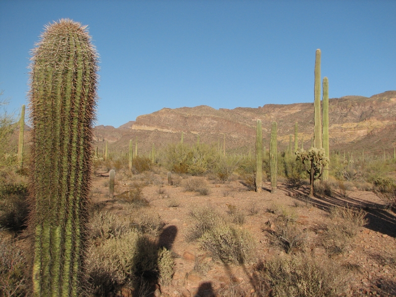 STA_1063.JPG - Barrel, Saguaro, Teddy Bear cactus