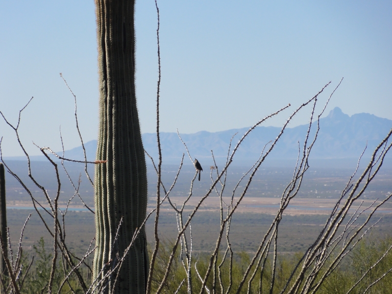 DSC02352.JPG - Cactus wren on Ocotillo bush