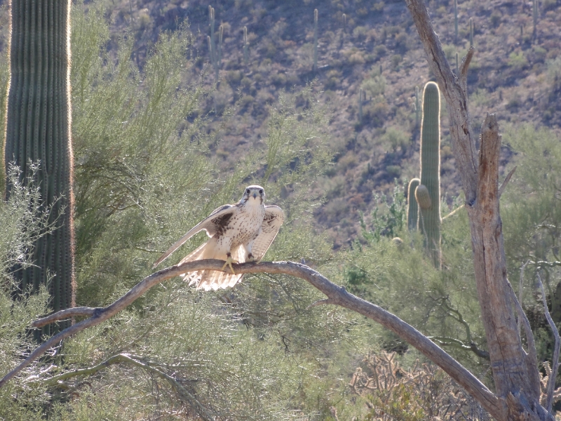 DSC02359.JPG - Prairie Falcon