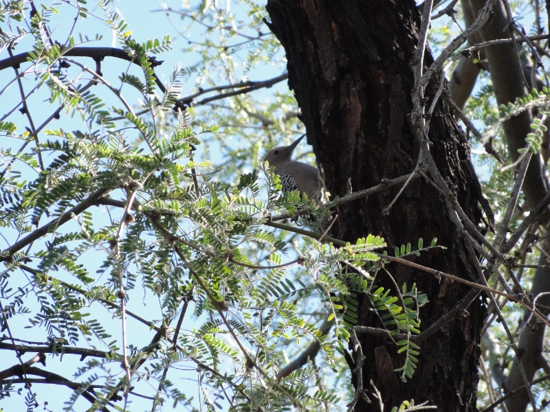 DSC02367.JPG - Gila woodpecker