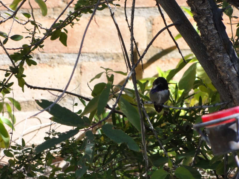 DSC02382.JPG - Costa's Hummingbird