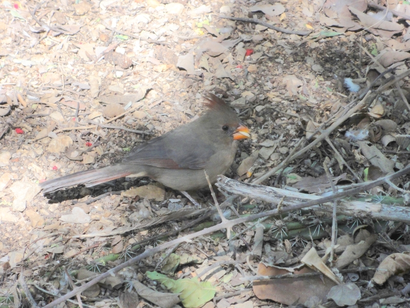 DSC02392.JPG - Pyrrhuloxia foraging