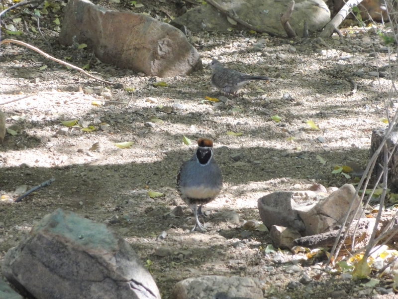 DSC02394.JPG - Gambel's quail