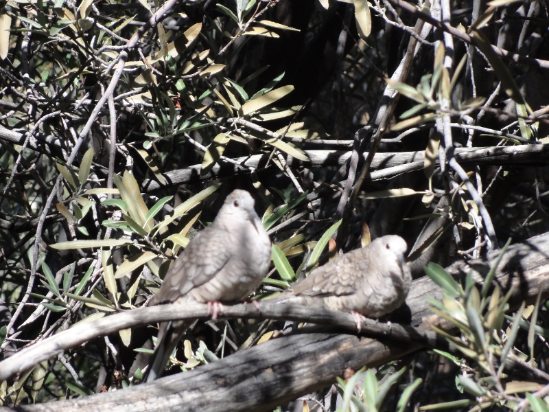DSC02397.JPG - Rock Dove