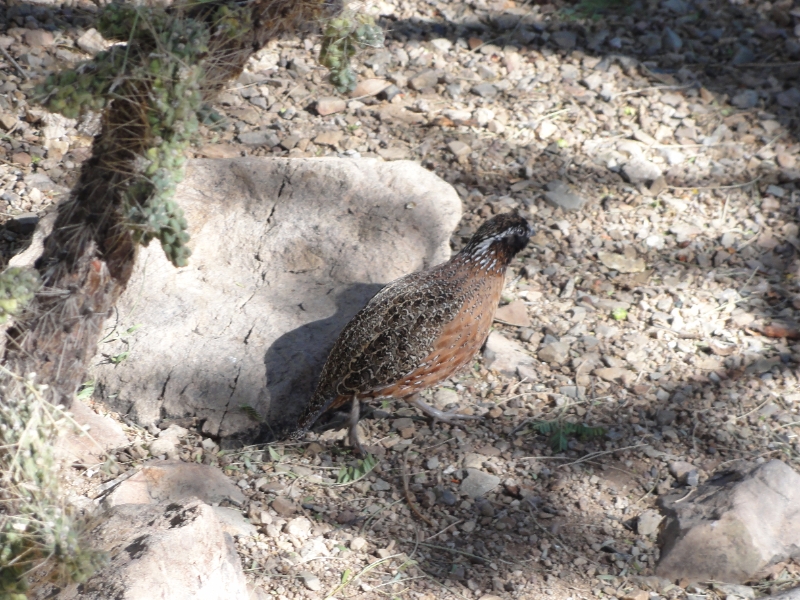 DSC02399.JPG - Masked Bobwhite