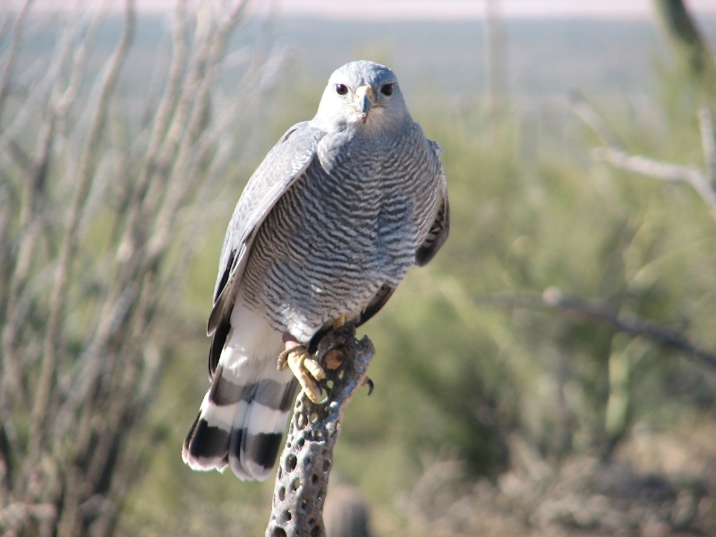 IMG_1090.JPG - Gray Hawk