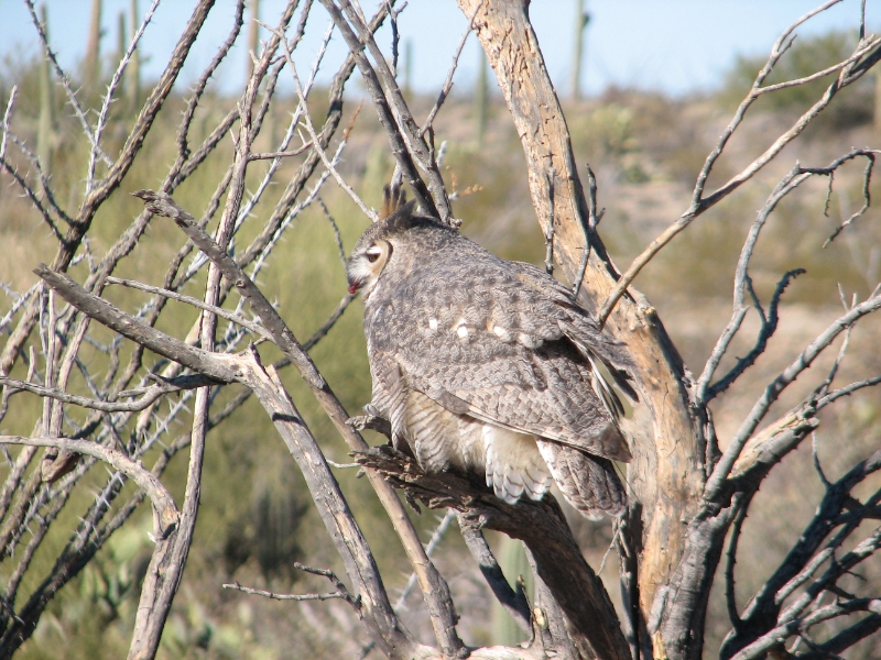 IMG_1095.JPG - Great Horned Owl