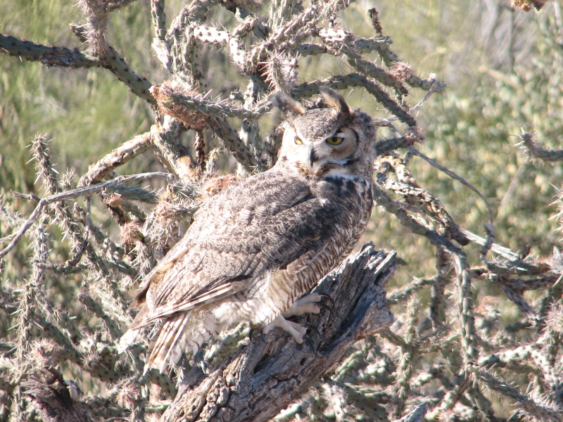 IMG_1096.JPG - Great Horned Owl