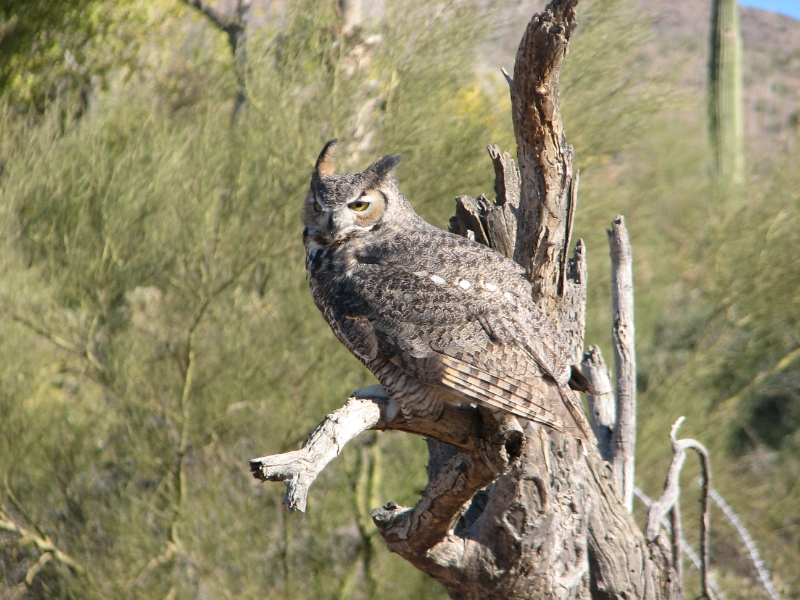 IMG_1098.JPG - Great Horned Owl