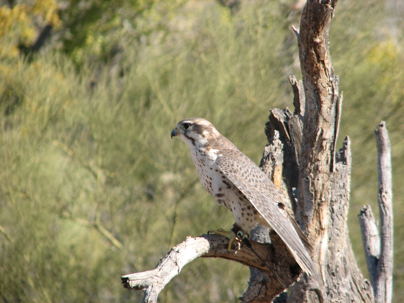 IMG_1099.JPG - Prairie Falcon