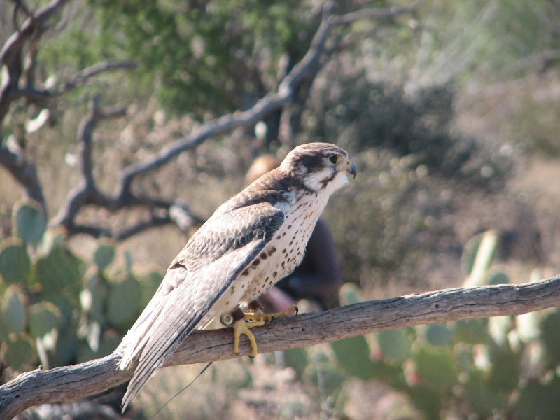 IMG_1101.JPG - Prairie Falcon