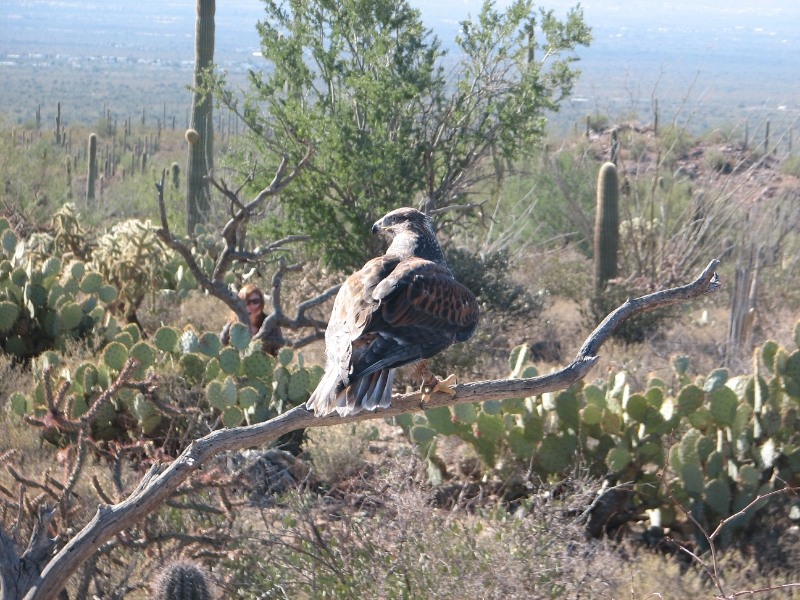 IMG_1104.JPG - Ferruginous Hawk. The woman behind the tree is one of the museum staff directing the birds