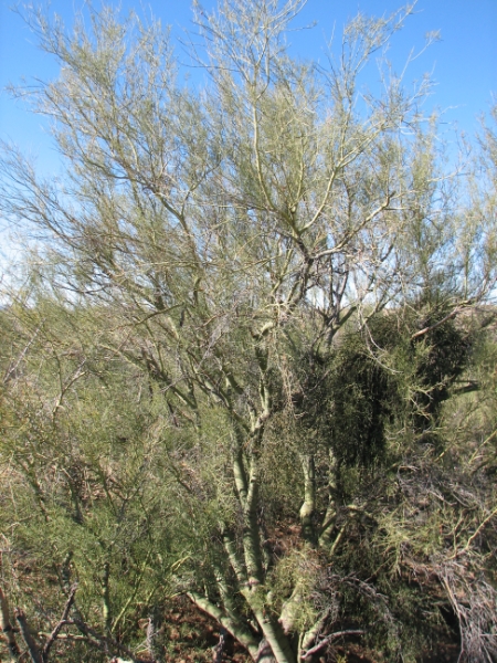 IMG_1108.JPG - Palo Verde tree. Spanish for green wood or stick ? alludes to the plant?s greenish branches and trunk.