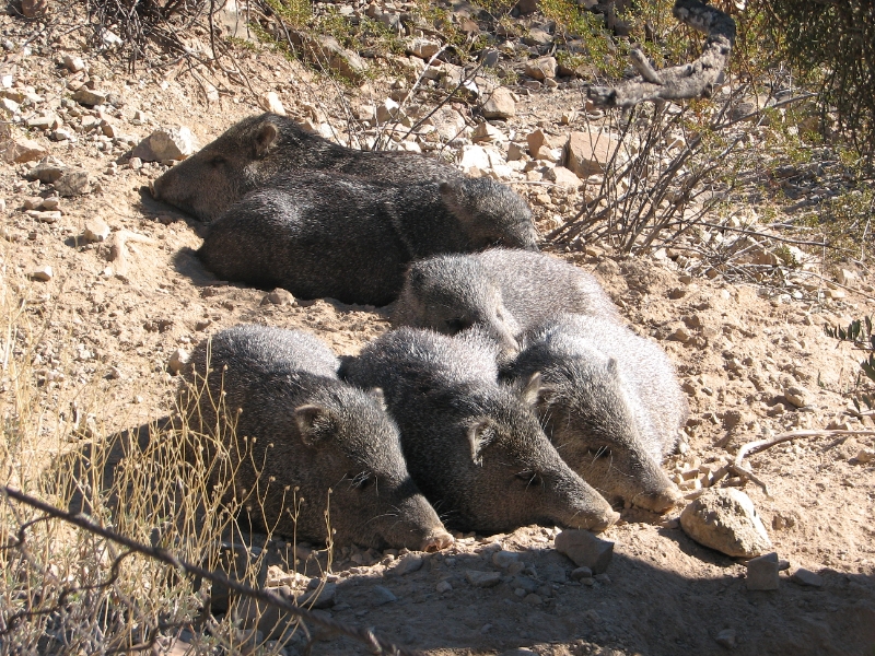 IMG_1109.JPG - Javelina are a type of peccary. They share a common ancestor with pigs and hogs but it is a very distant connection. Pigs and hogs are Old World creatures; peccaries evolved in the New World.