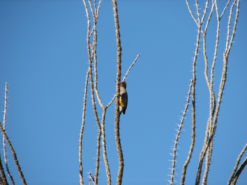 IMG_1110.JPG - Northern Flicker (Yellow shafted) on an ocotillo bush