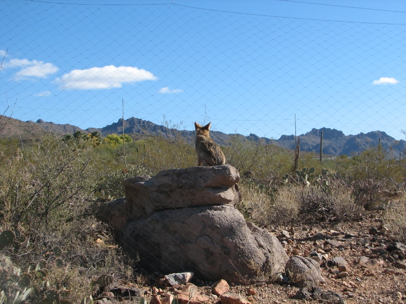IMG_1112.JPG - Desert Coyote